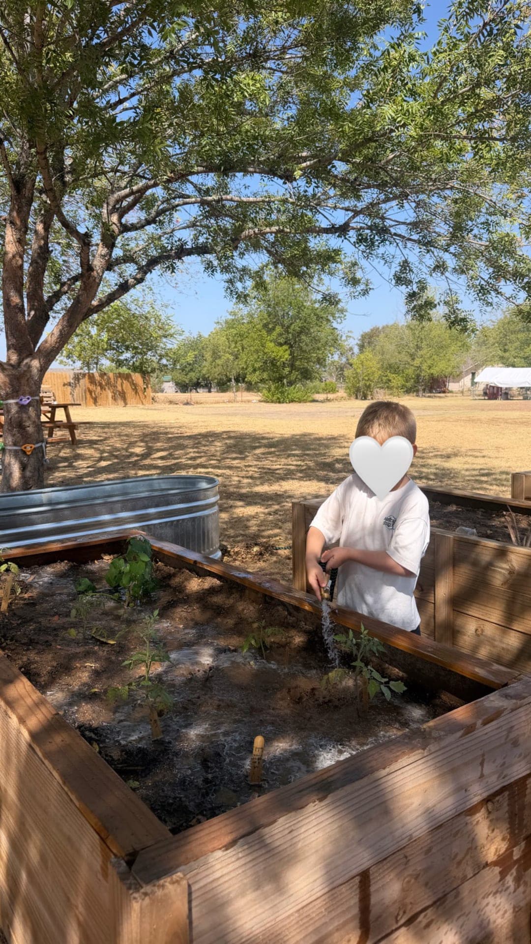 Watering seedlings in the raised garden bed