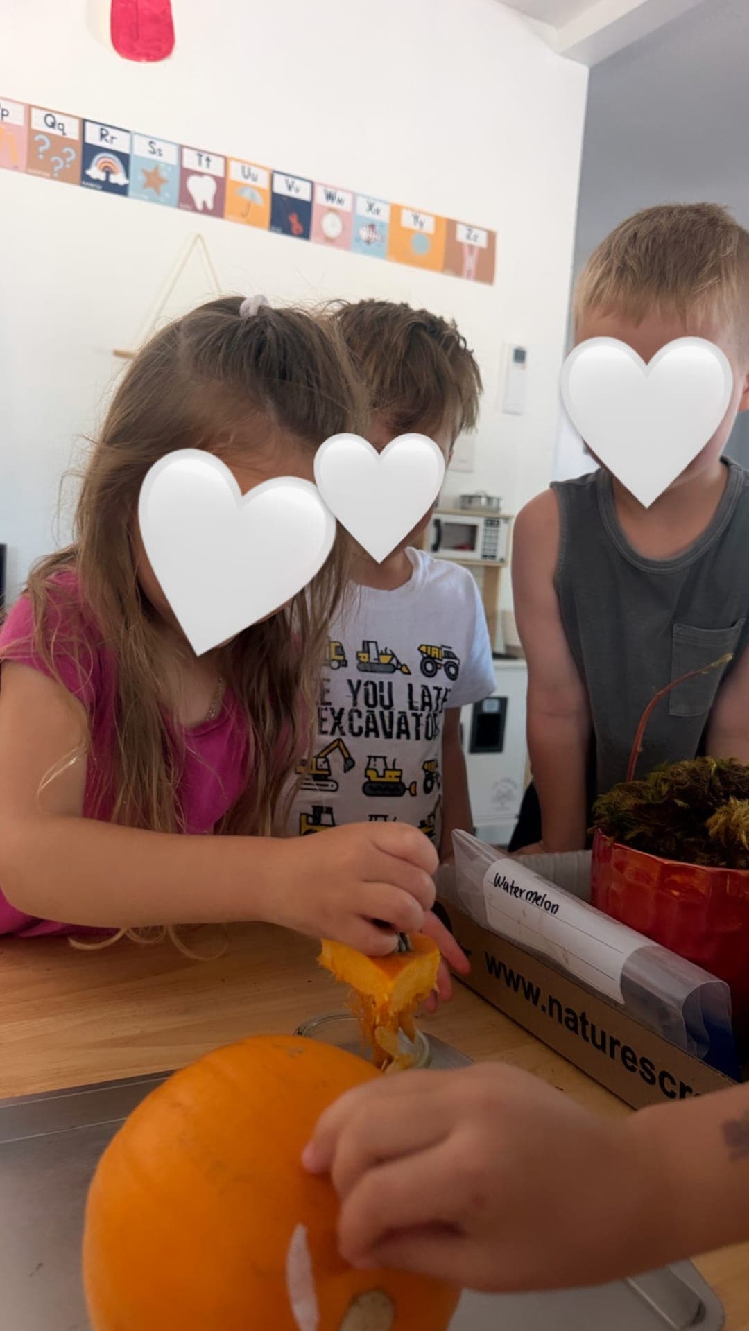 Primary students exploring pumpkin seeds and life cycle science