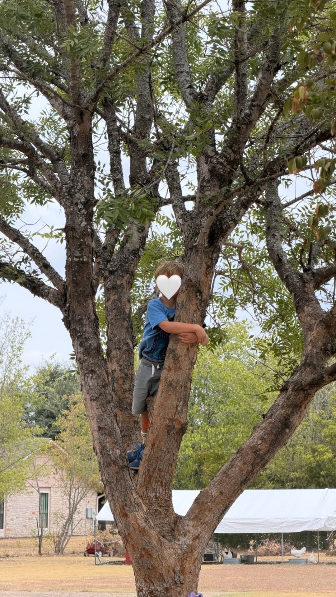 Tree climbing and confidence-building on the schoolyard