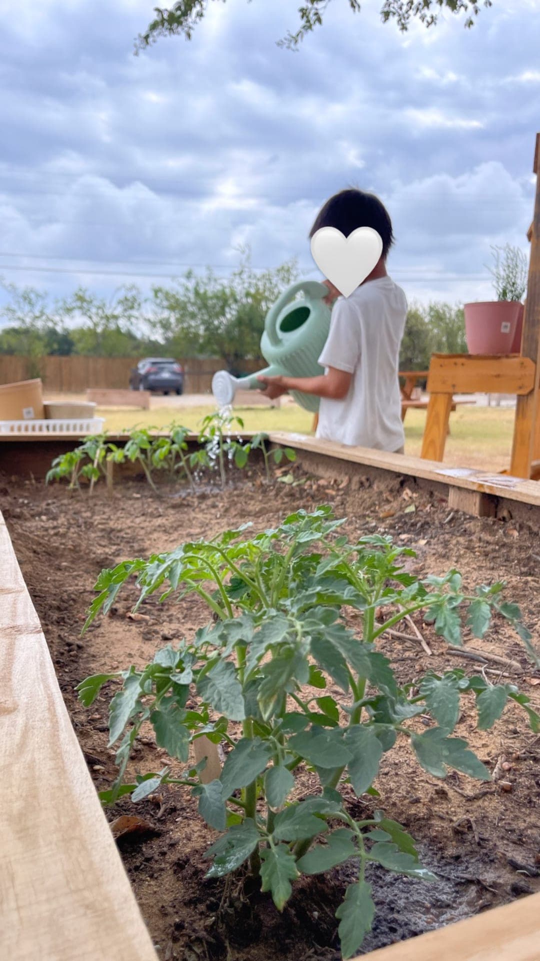 Watering tomato plants in the raised garden beds