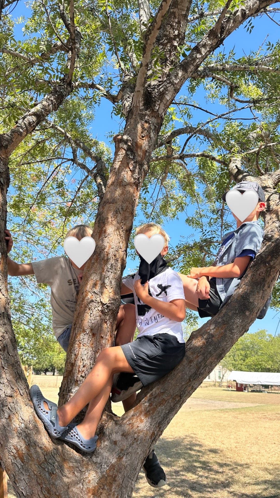 Climbing the big tree on a sunny outdoor afternoon